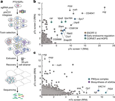 panerai lab rotavirus|CRISPR/Cas9 screens identify key host factors that enhance .